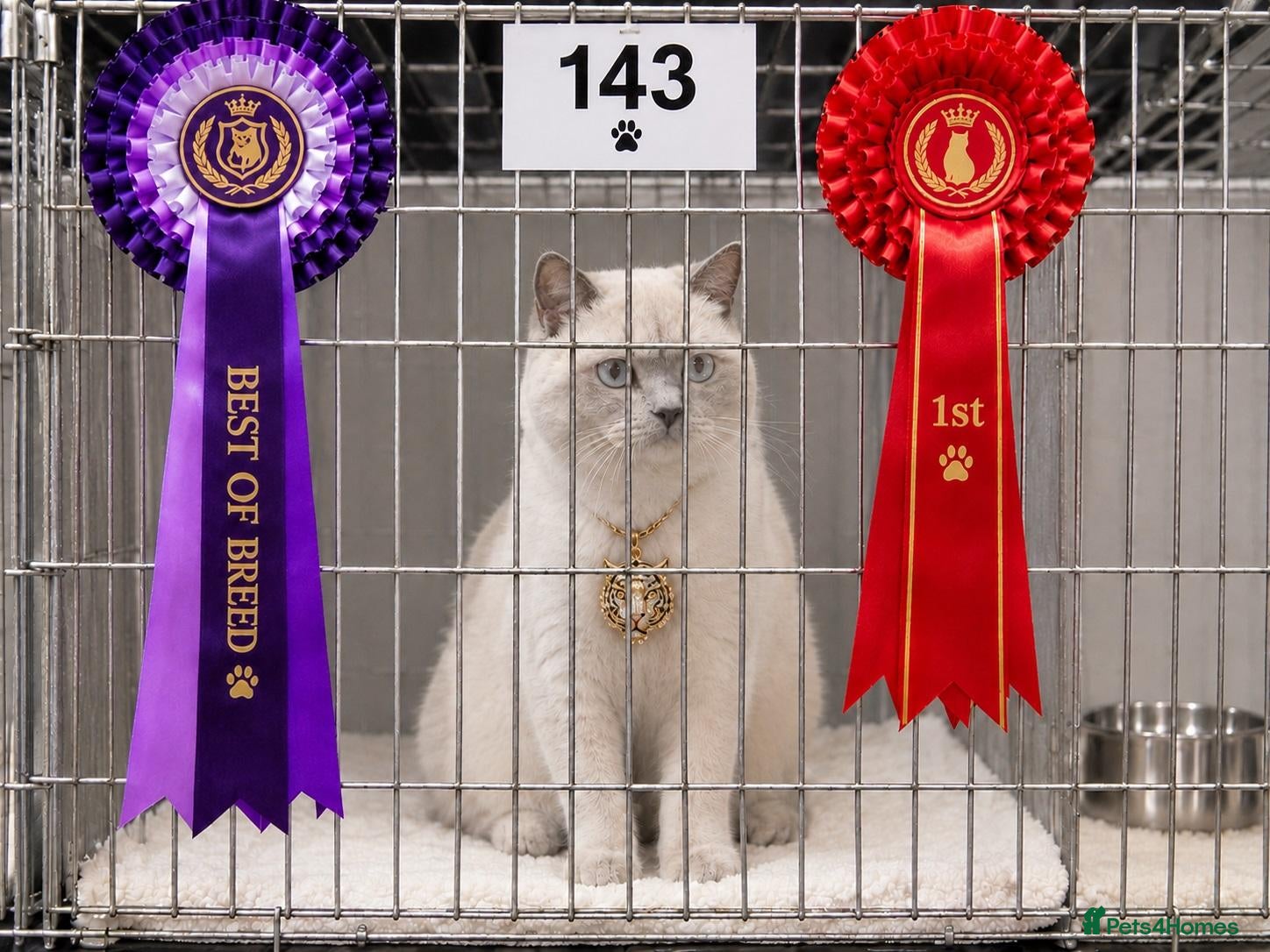 British Shorthair cats for stud: AWARD WINNER Pedigree White British Shorthair Stud - Advert 9