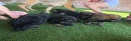 German Shepherd dogs for sale: German shepherd pups - Advert 9