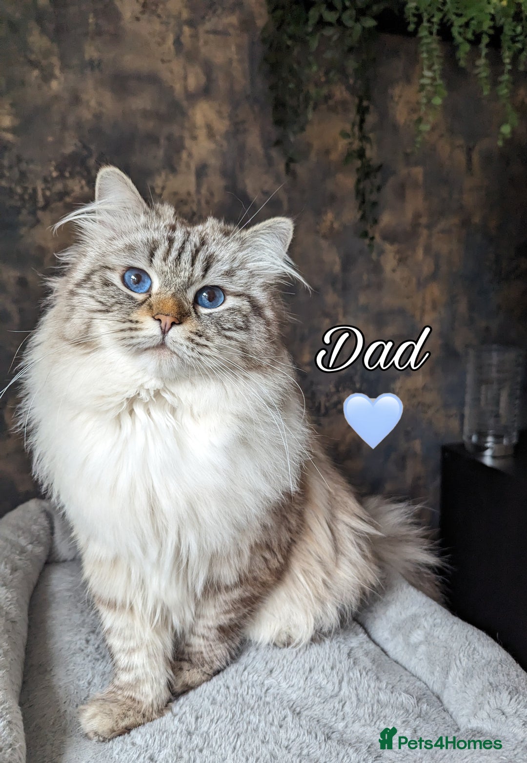 Siberian cats for sale: Champion blood, 5Generation pedigree kittens - Image 4