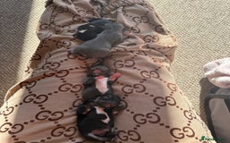 Chihuahua dogs for sale: Tiny Black & Tan Chihuahua Boy – Ready 14th Oct - Image 3