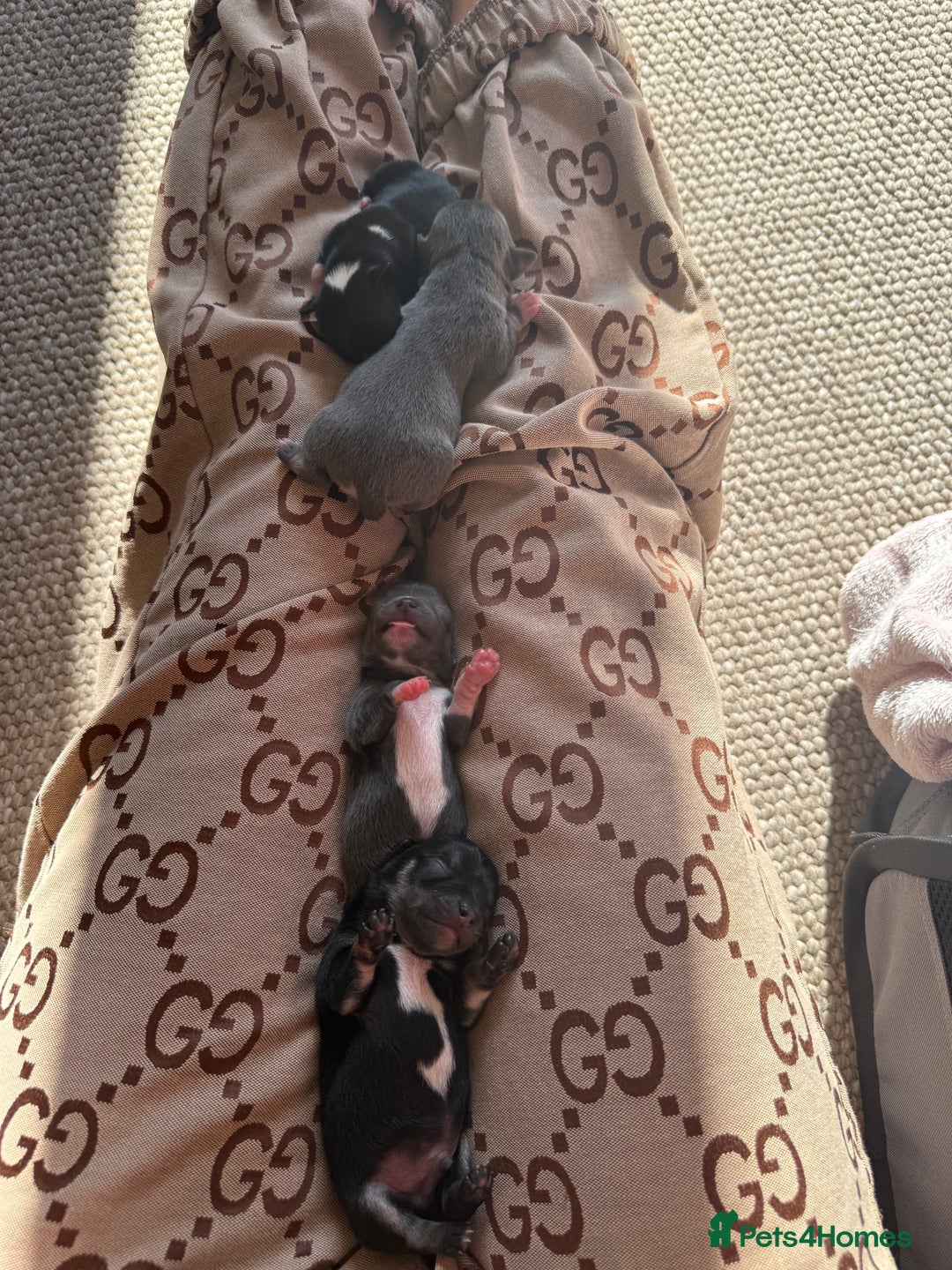 Chihuahua dogs for sale: Tiny Black & Tan Chihuahua Boy – Ready 14th Oct - Image 3