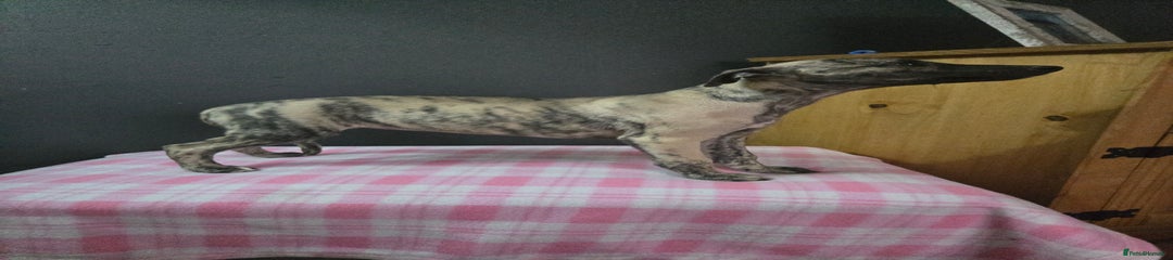 Whippet Puppy 6