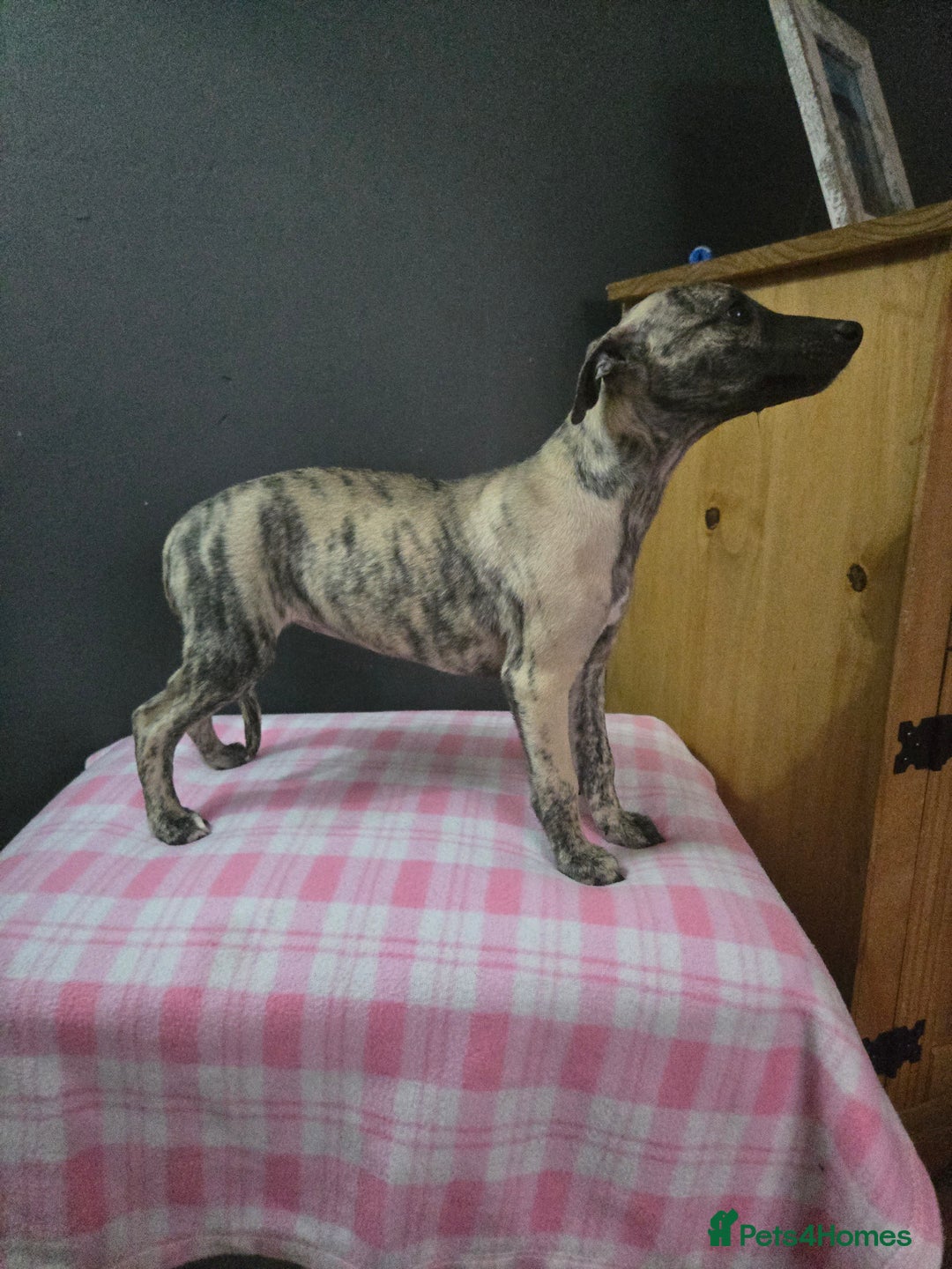 Whippet dogs for sale: ✅️ Ready to leave - KC whippets 🧡 - Image 25