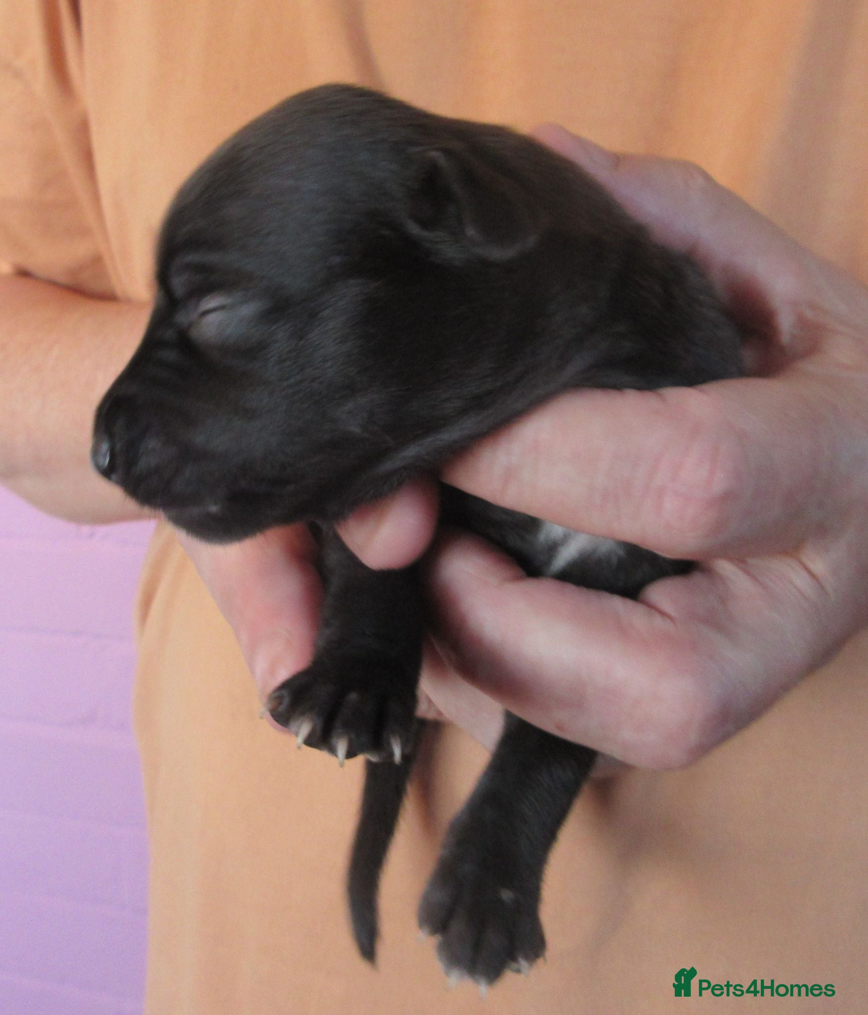Whippet dogs Celticmoon RKC Whippet Puppies - Advert 1