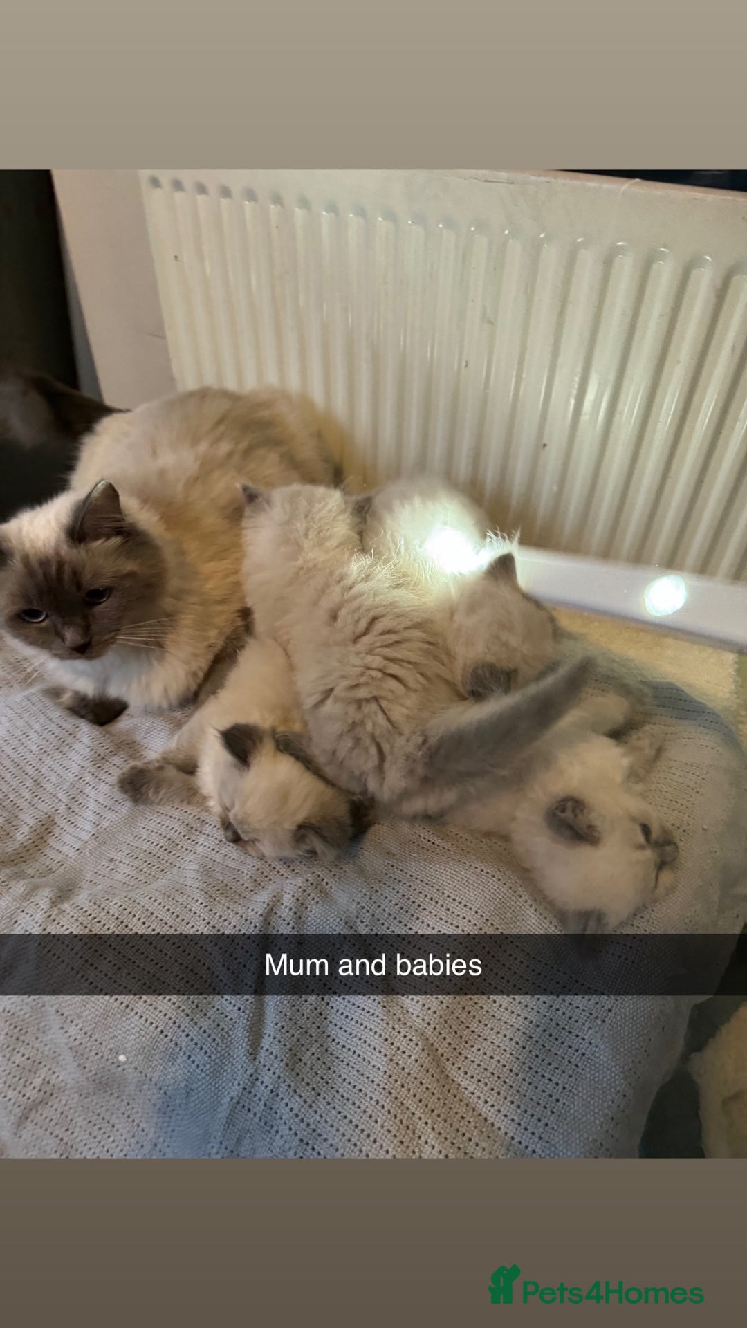 Ragdoll cats for sale: Bluepoint ragdolls  - Image 15