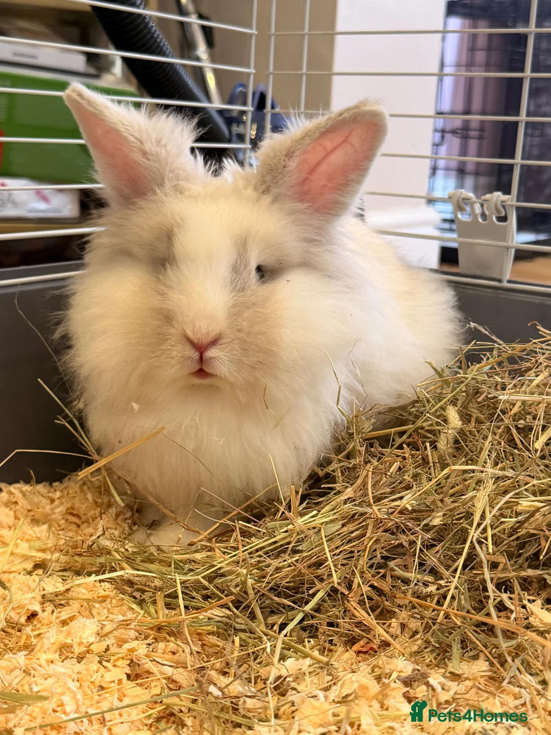 Lionhead rabbits for sale: Lionhead rabbit + cage & full setup  in Smethwick - Advert 6