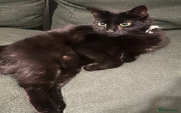 British Shorthair cats for sale: British Short Hair + Half Siberian/Half Tabby Cat - Image 4