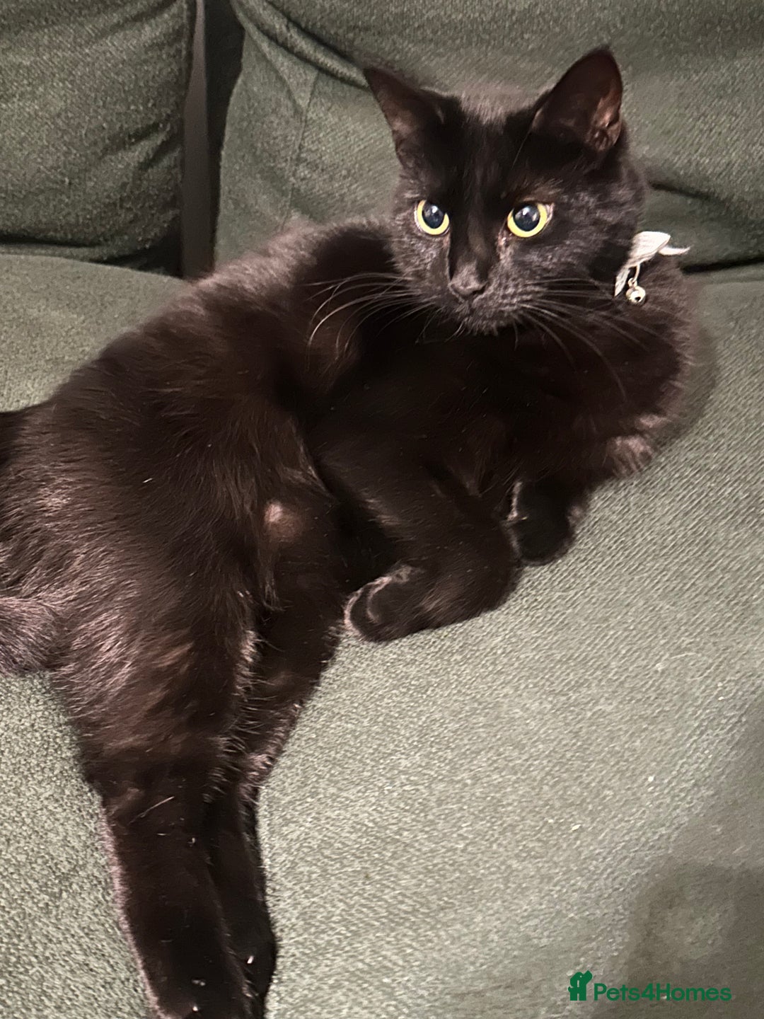 British Shorthair cats for sale: British Short Hair + Half Siberian/Half Tabby Cat - Image 4