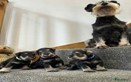 Miniature Schnauzer dogs for sale: Miniature Schnauzer Puppies KC/BVA/MAC Tested - Image 13