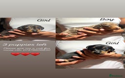 Dachshund dogs for sale: Dachshund Puppies Looking for forever Homes - Image 1