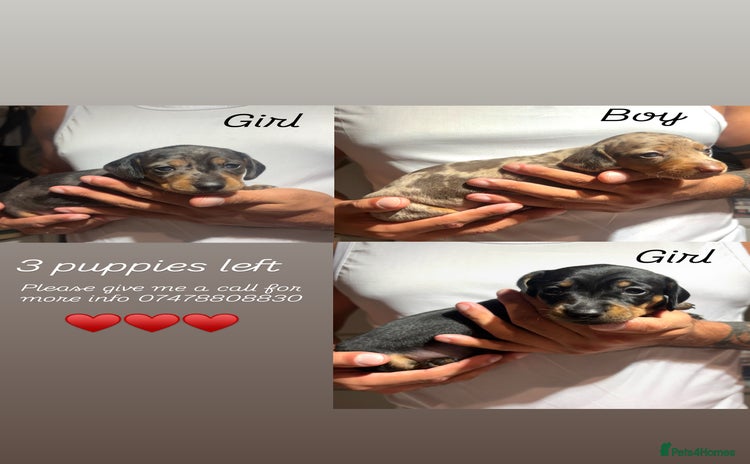 Dachshund dogs - Advert 3