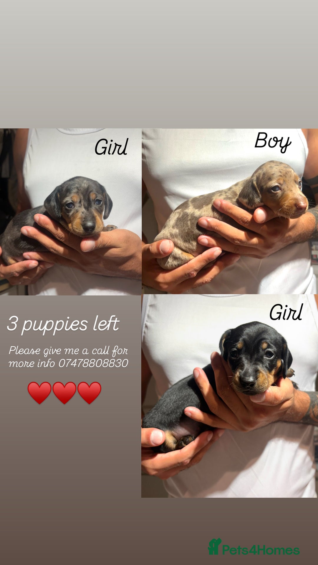 Dachshund dogs for sale: Dachshund Puppies Looking for forever Homes - Image 1
