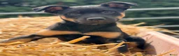 Mixed Breed dogs for sale: 3 x KELPIE X PUPS - BITCHES - Advert 4