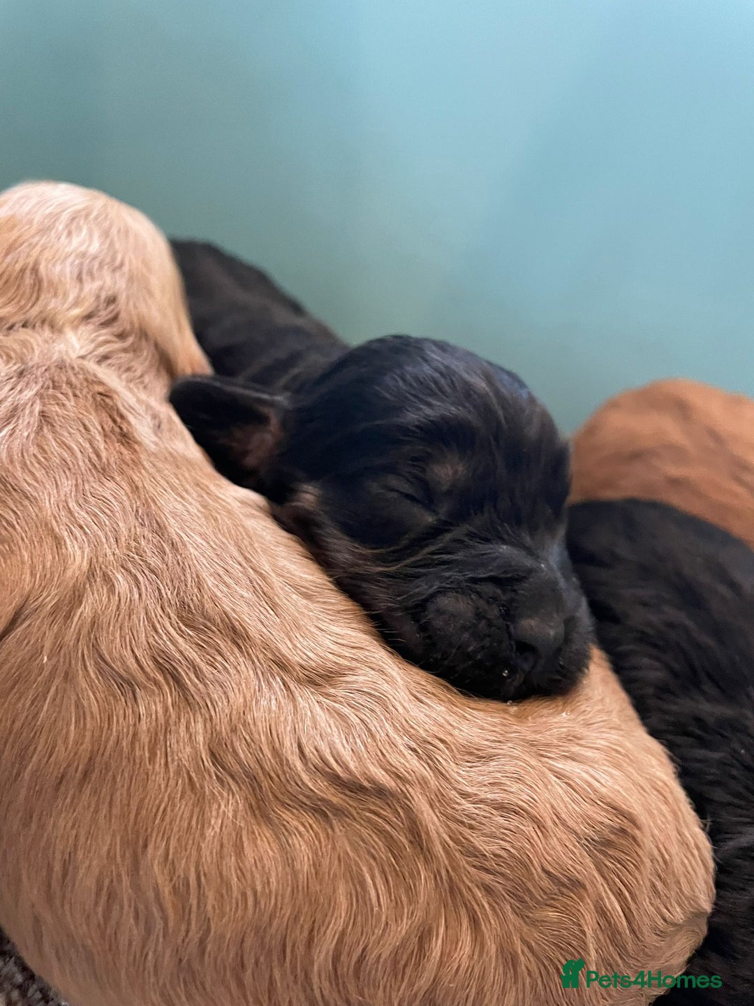 Cockapoo dogs for sale: Outstanding F1 cockapoo - Advert 19