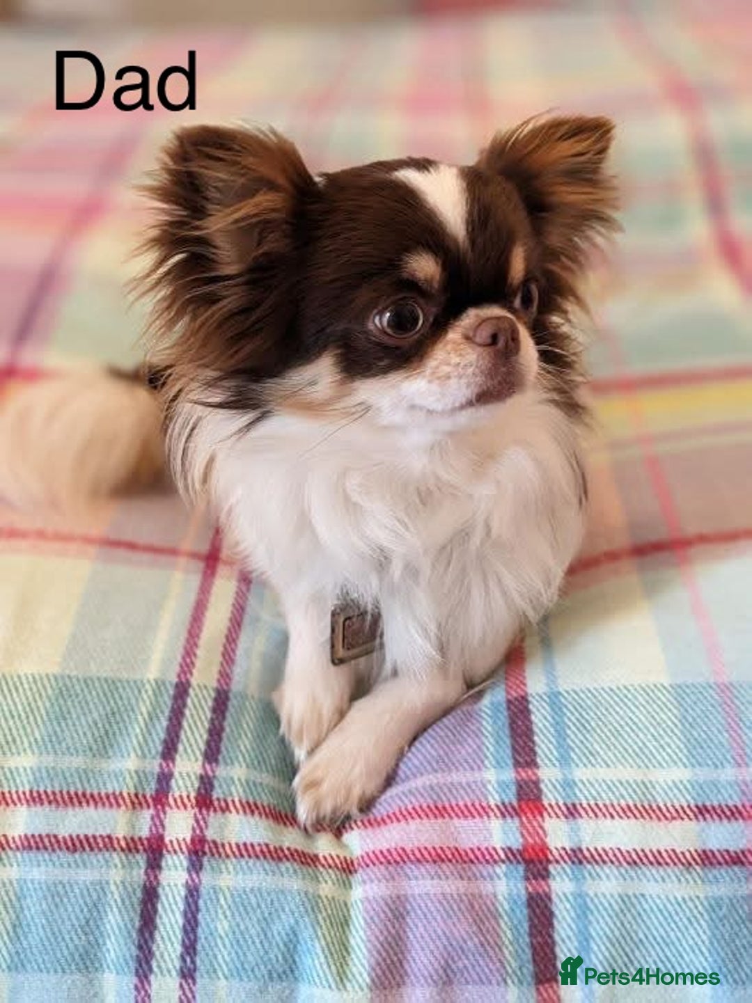 Mixed Breed dogs for sale: Stunning 3/4 Chihuahua puppies  - Image 14