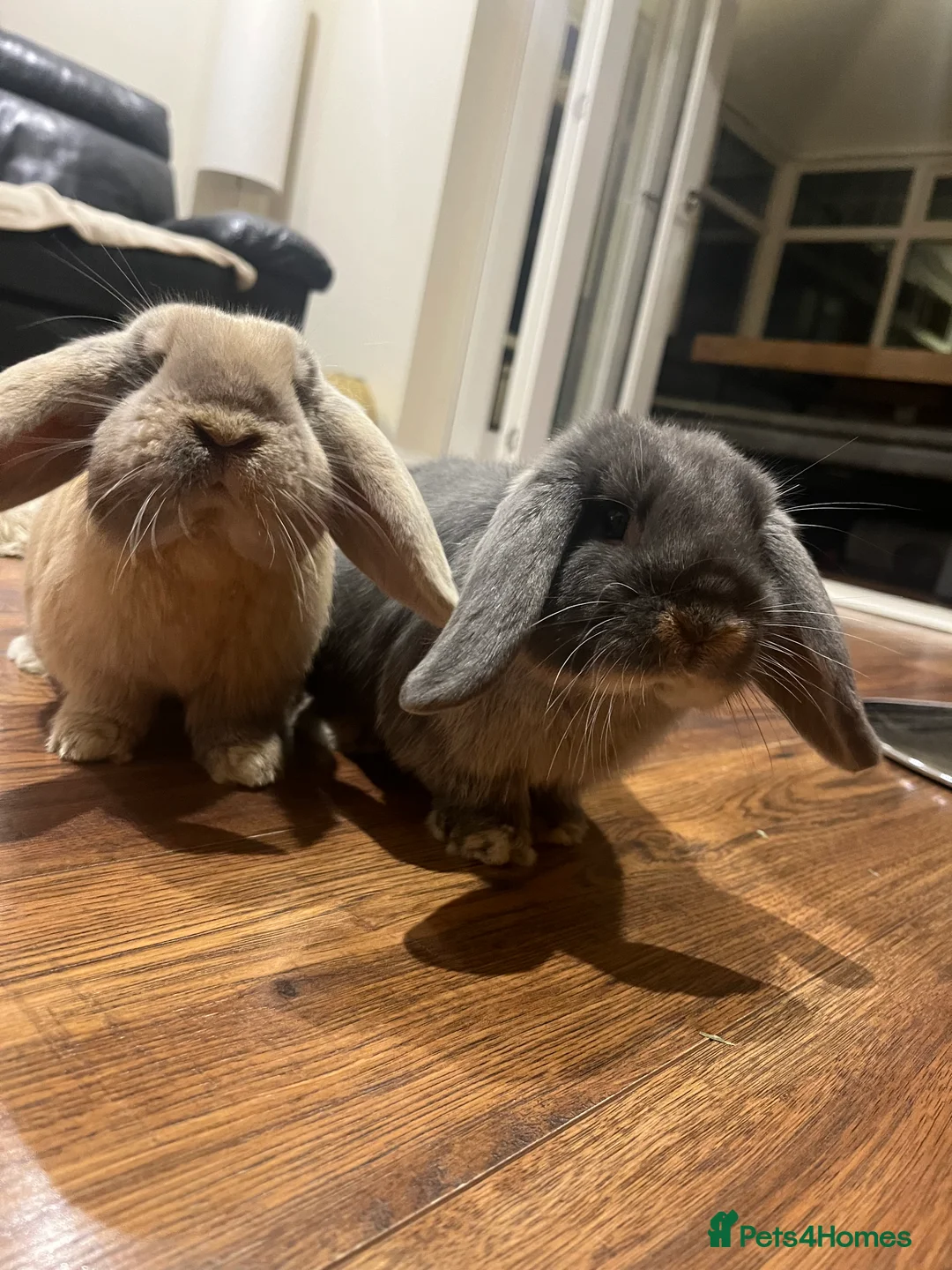 Mini Lop rabbits for sale: Mini Lop Male in Northampton - Advert 2
