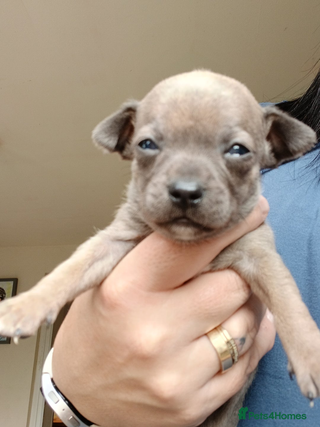 Chihuahua dogs for sale: 4 beautiful merle chihuahuas - Image 5