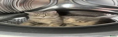 Meet Luna – Scottish Straight Girl 