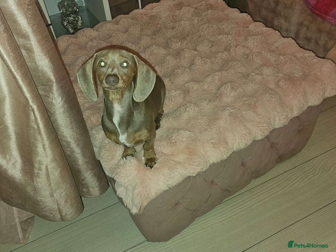 Miniature Dachshund dogs for sale: 10 month old pedegree minature dashound - Advert 7