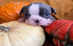 Boston Terrier dogs for sale: Exceptional Blue Boston Terrier Puppies 💙🐾 - Image 1