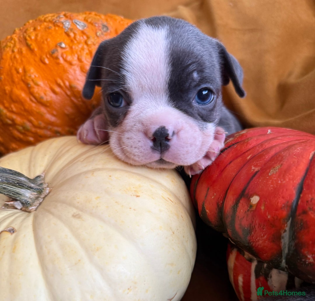 Boston Terrier dogs for sale: Exceptional Blue Boston Terrier Puppies 💙🐾 - Image 1