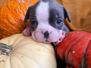 Boston Terrier dogs - Advert 6