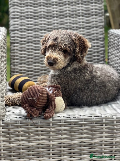 Gallery Image {{count}}