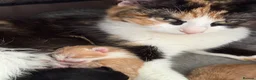 Mixed Breed cats for sale: 2 gorgeous ginger kittens - Advert 20