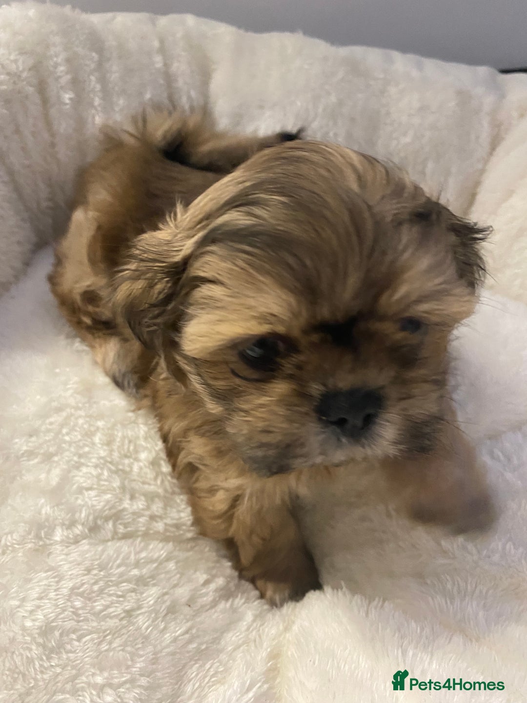 Shih Tzu dogs for sale: Imperial Shih Tzu three girls available - Advert 5