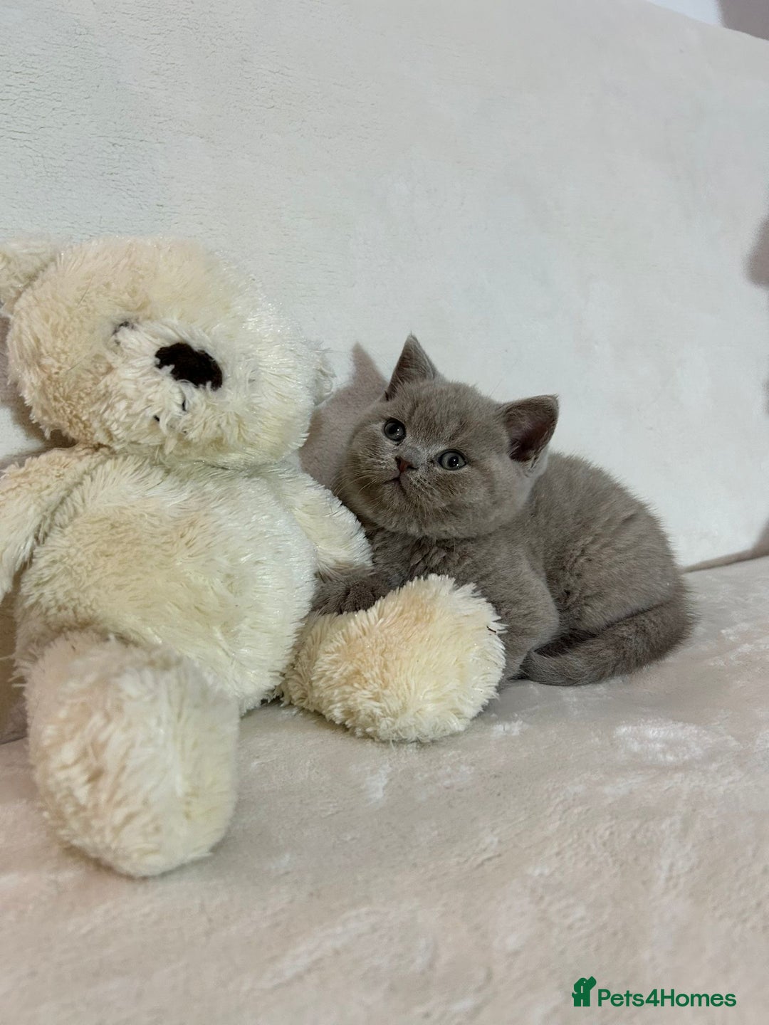 British Shorthair cats for sale: Stunning British Shorthair Lilac are available  - Advert 5