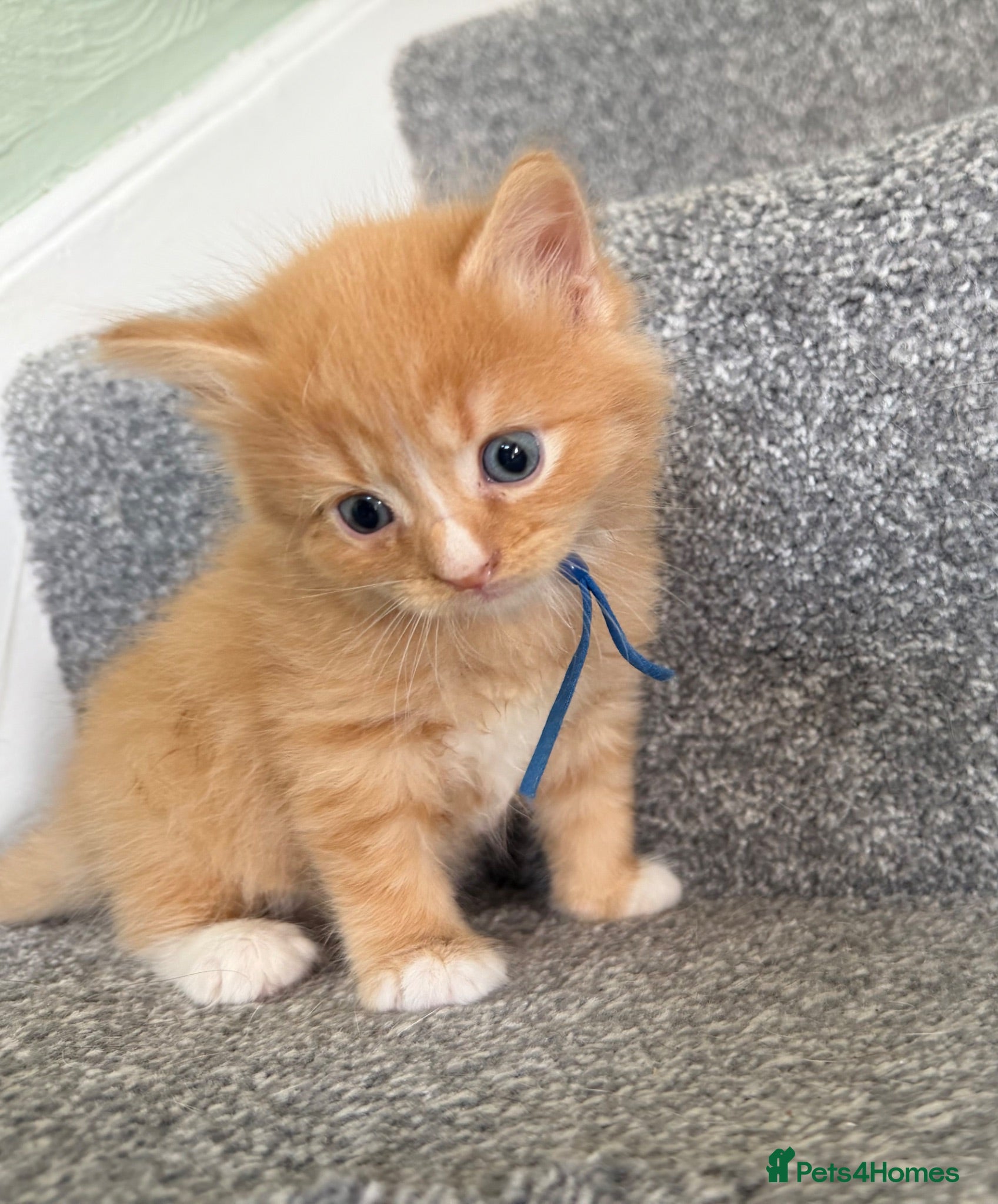 Domestic Shorthair cats Beautiful Kittens - 3 longhaired & 1 shorthaired  - Advert 17