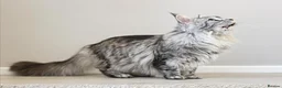 Maine Coon cats for sale: STUNNING MAINE COON AVAILABLE - Advert 3