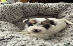 Biewer Terrier dogs for sale: Beautiful Biewer puppies  - Image 7