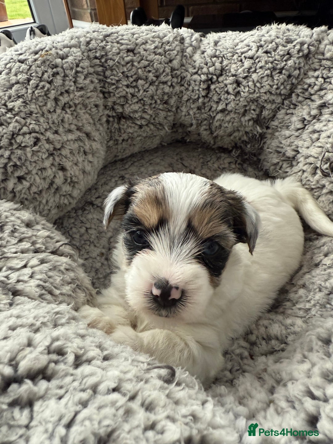 Biewer Terrier dogs for sale: Beautiful Biewer puppies  - Image 7