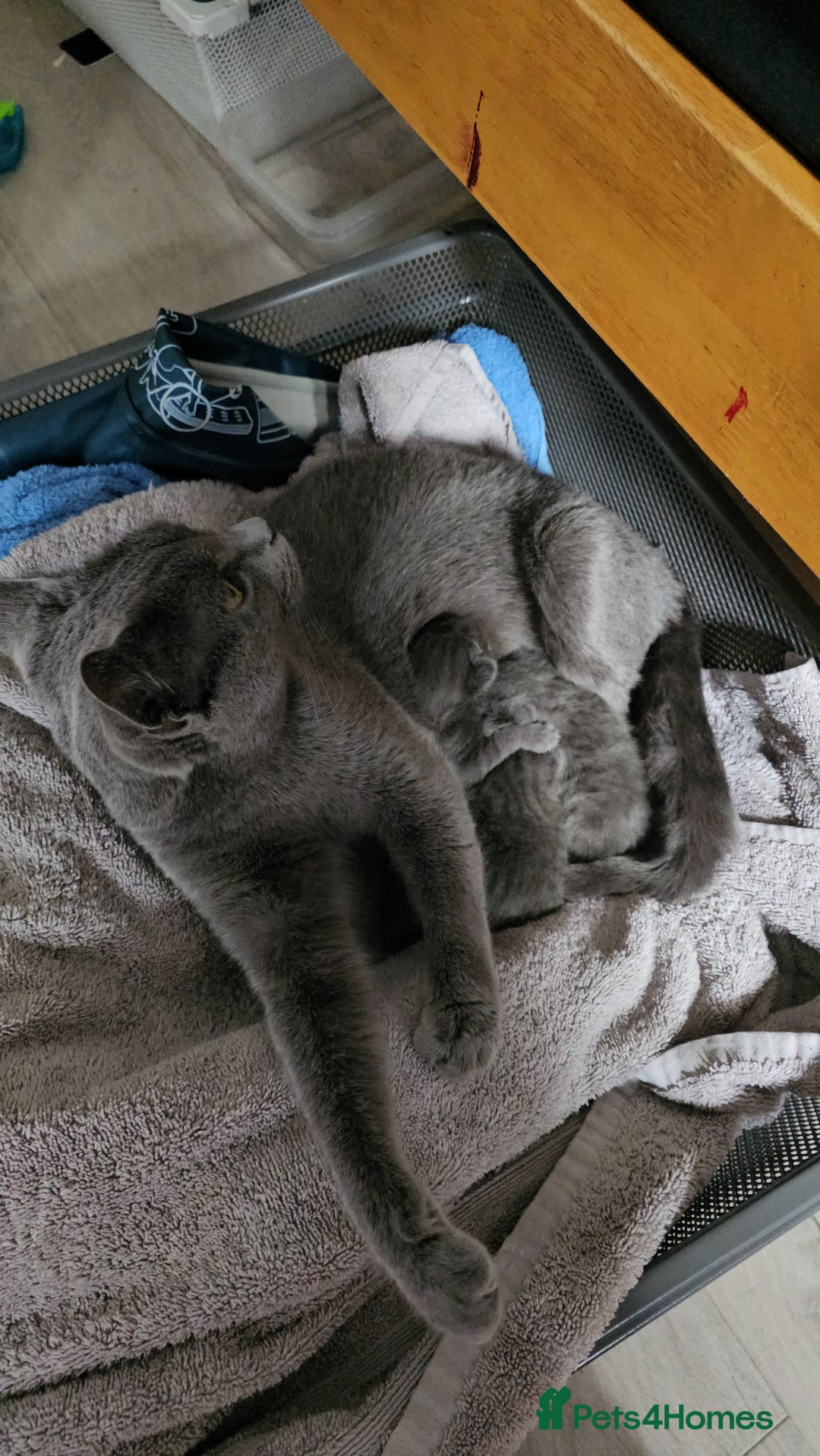 Russian Blue cats for sale: Russian Blue Kittens – Hypoallergenic & Stunning - Image 3