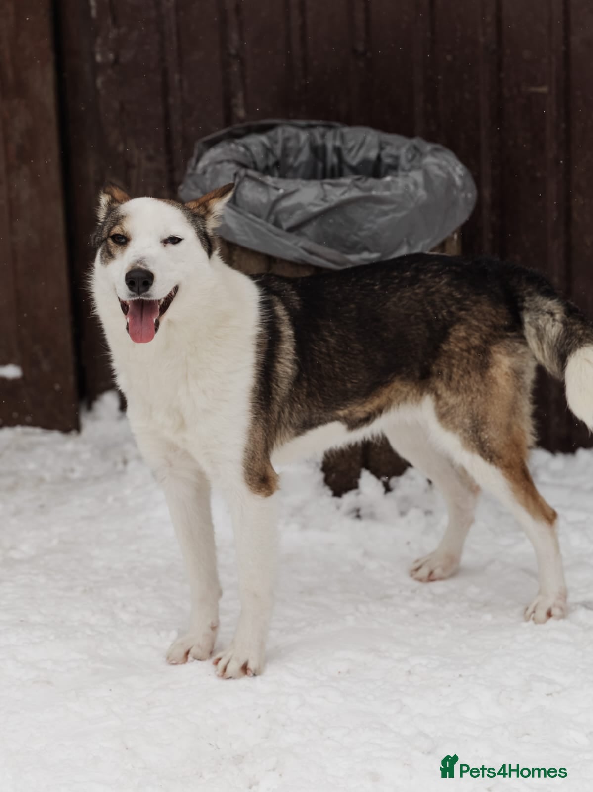 Mixed Breed dogs ❤️ Lina– A True Gem Among Dogs ❤️ - Advert 3