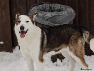 Mixed Breed dogs ❤️ Lina– A True Gem Among Dogs ❤️ - Advert 3