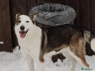 Mixed Breed dogs โค๏ธ Linaโ A True Gem Among Dogs โค๏ธ - Advert 8