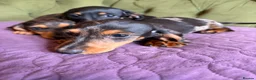 Miniature Dachshund dogs for sale: Mini sausage dogs. Family bred/health checked  - Advert 7