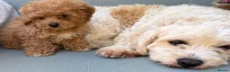 Mixed Breed dogs for sale: Rare Stunning Toy Cavapooshon Family Bred Puppies in Maidstone - Advert 21