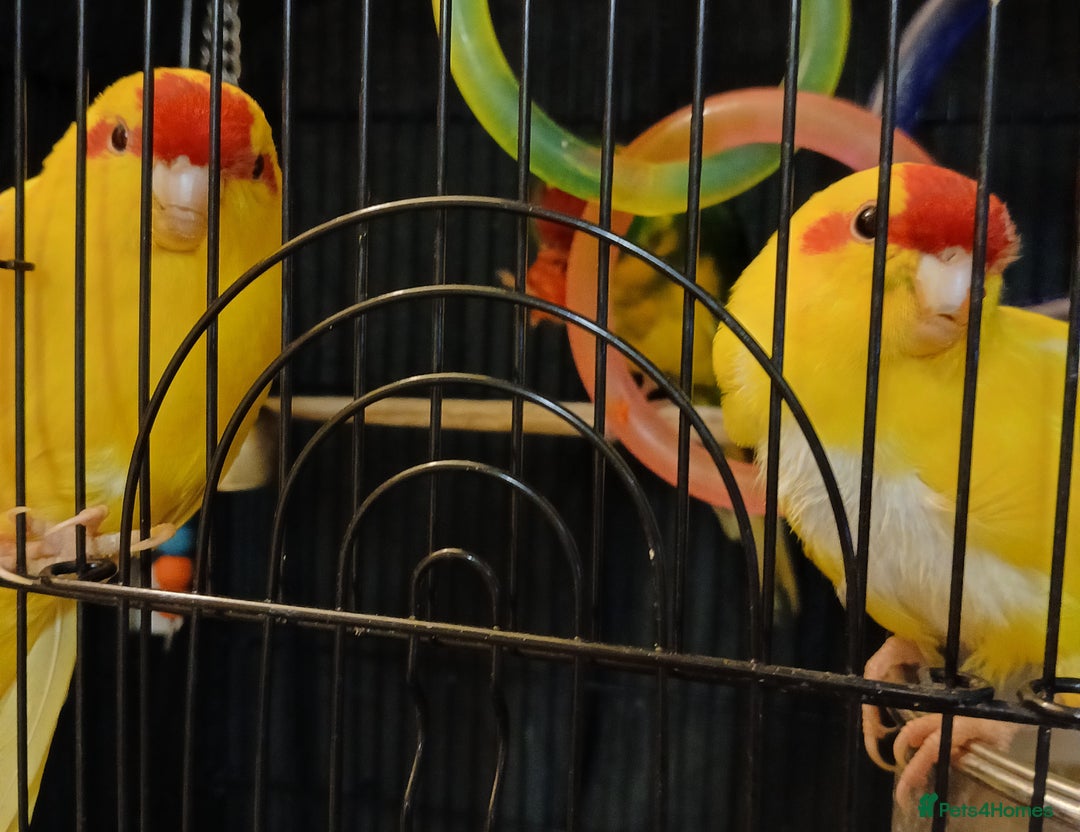 Parakeets birds for sale: Kakariki's x3 Males dna'd Kakariki's  - Advert 16