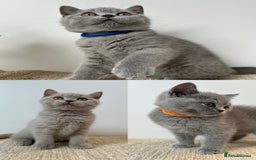 British Shorthair cats for sale: Charming GCCF British Shorthair Kittens 🐈‍⬛  - Image 4