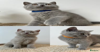 British Shorthair cats - Advert 7