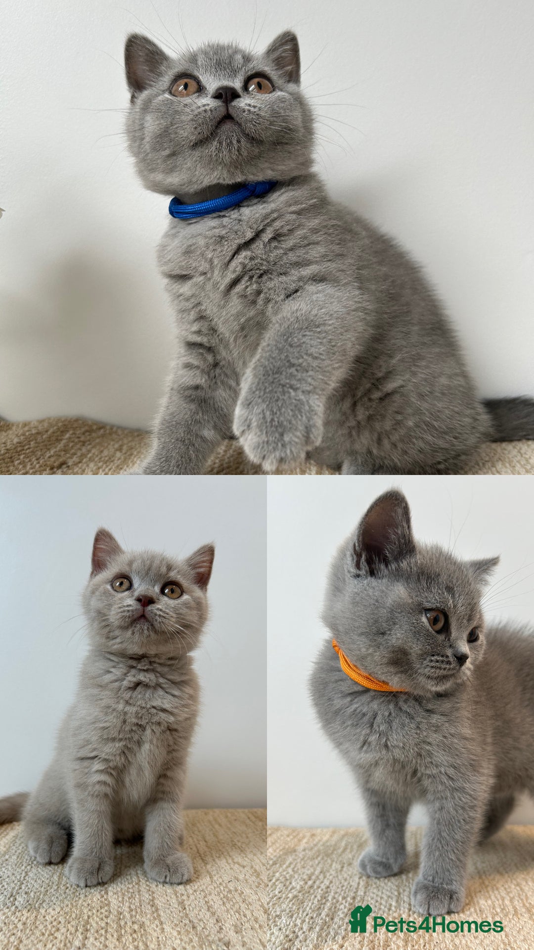 British Shorthair cats for sale: Charming GCCF British Shorthair Kittens 🐈‍⬛  - Image 4