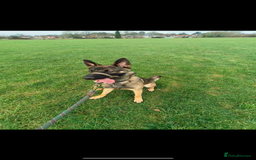 Mixed Breed dogs for sale: Wilson  - Image 5