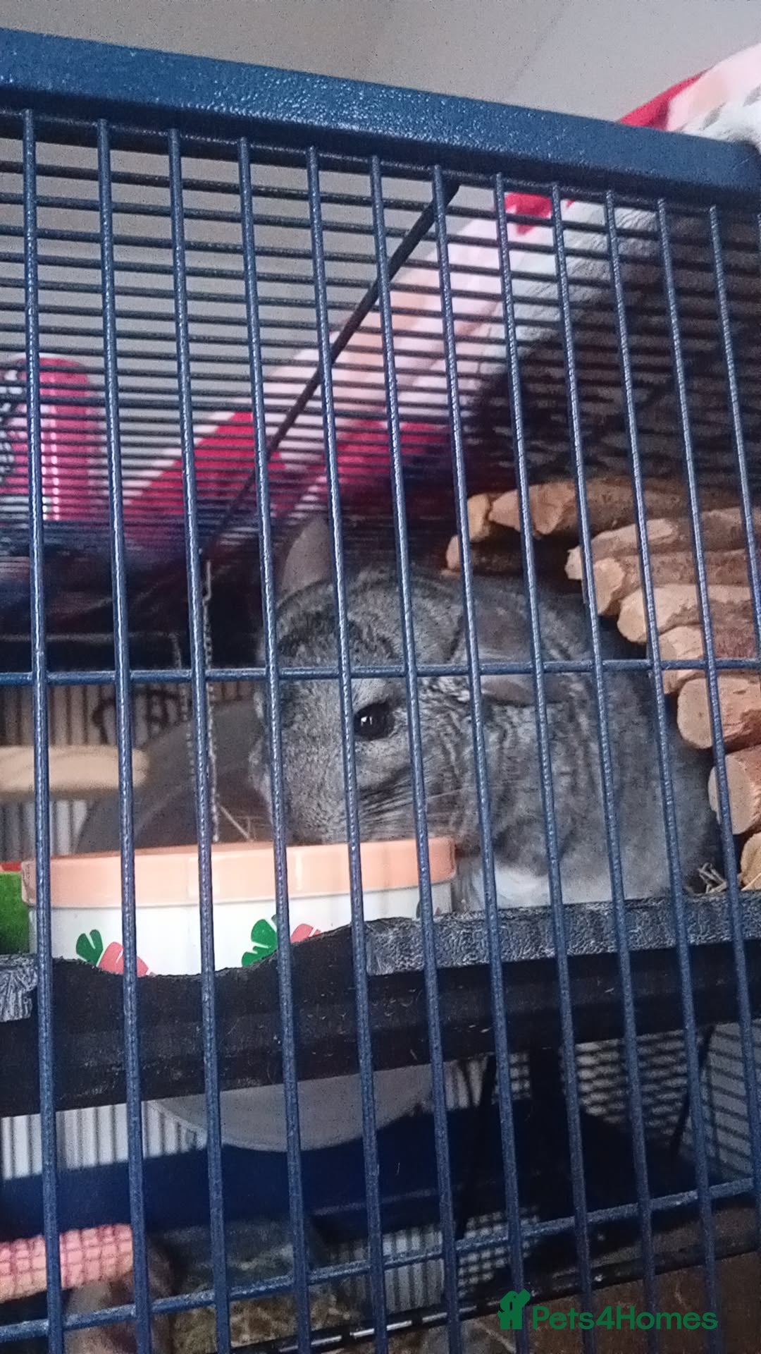 Chinchilla rodents for sale: 2 Male chinchillas looking for a new home - Advert 2