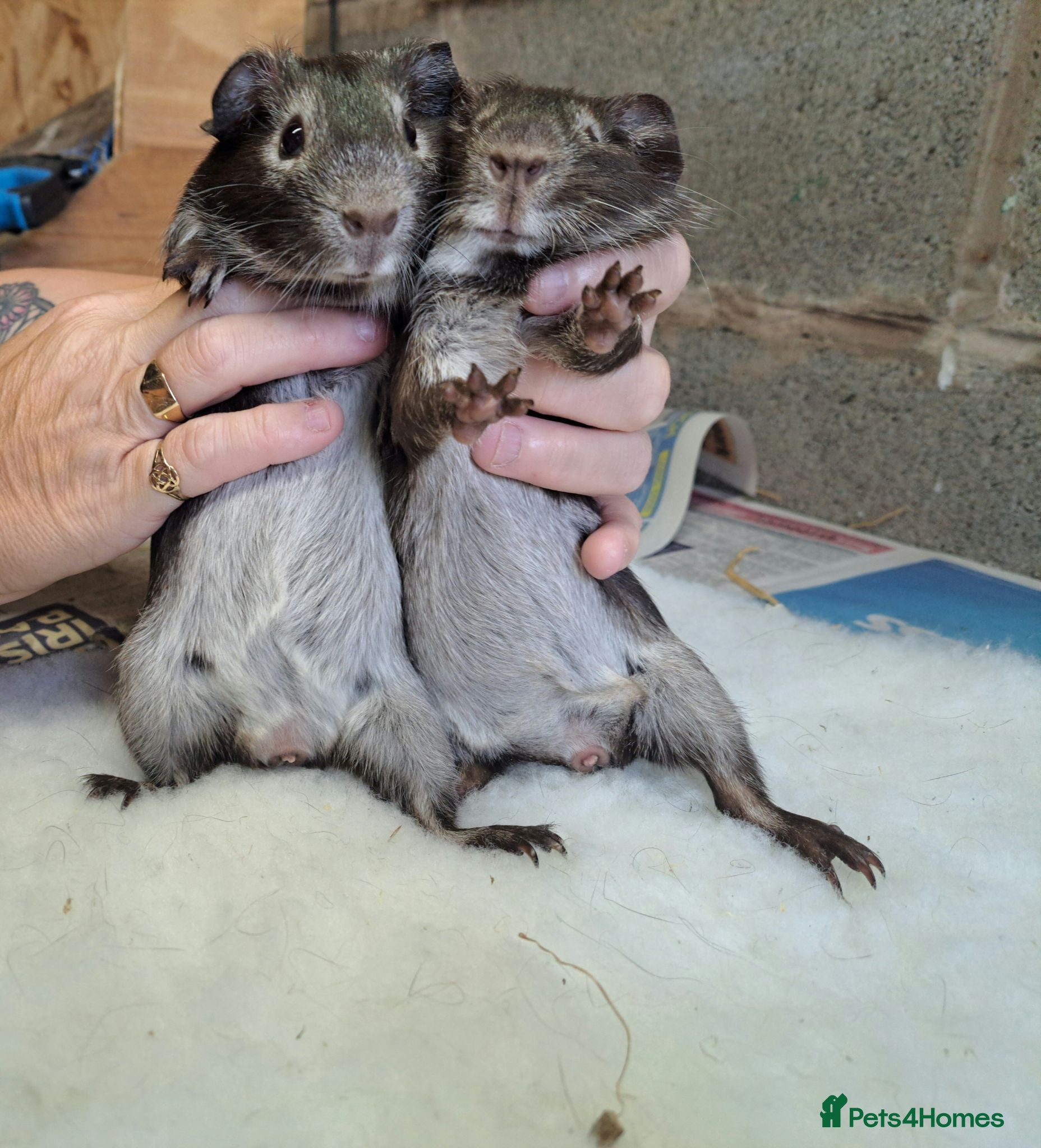 Guinea Pig rodents Guinea pig boars for sale  - Advert 2