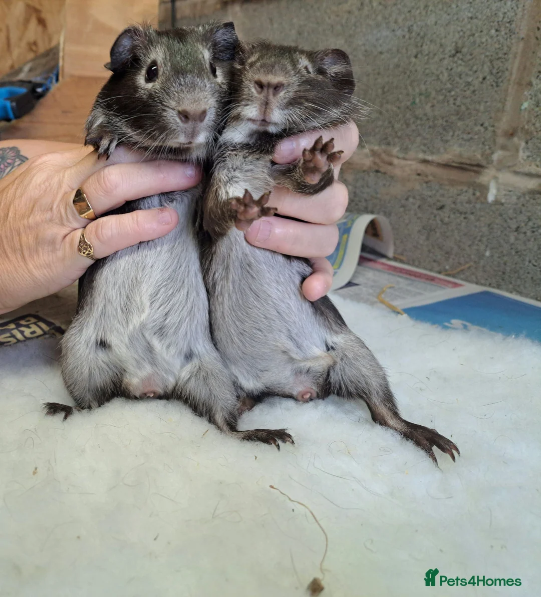 Guinea Pig rodents for sale: Guinea pig boars for sale  in Stourport-on-Severn - Advert 2