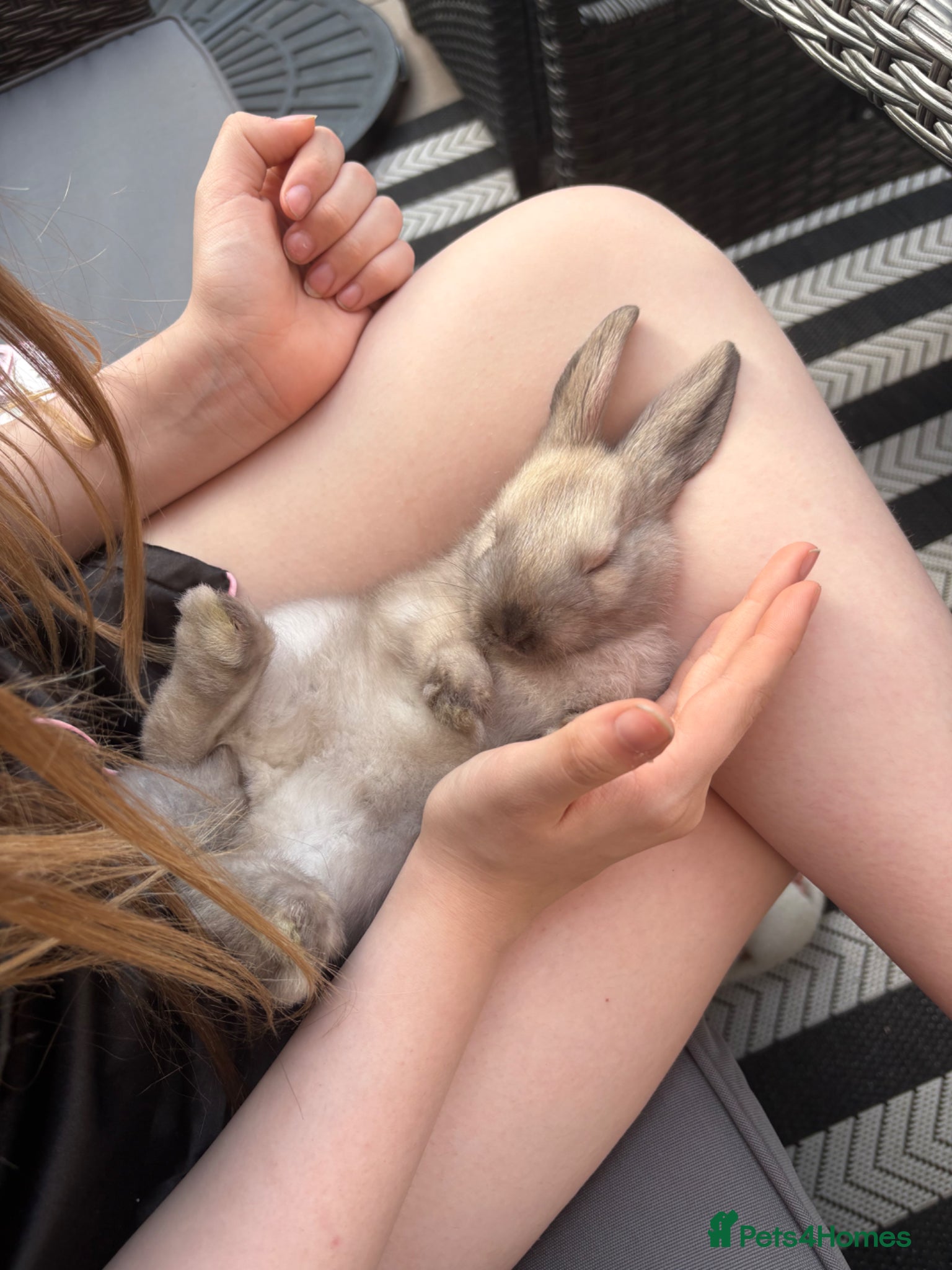 Harlequin rabbits Beautiful harlequin female rabbit  - Advert 1