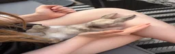 Harlequin rabbits for sale: Beautiful harlequin female rabbit  - Advert 1